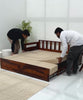 Zentra Wooden Sofa cum Bed With Storage (Honey finish)